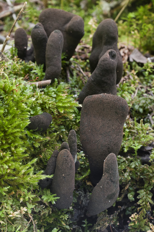 Xylaria polymorpha